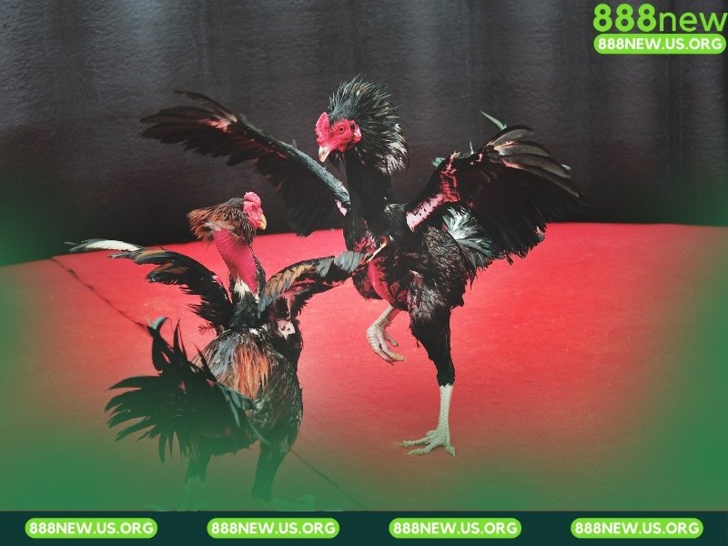 Bí kíp Soi Kèo Đá Gà Trực Tiếp