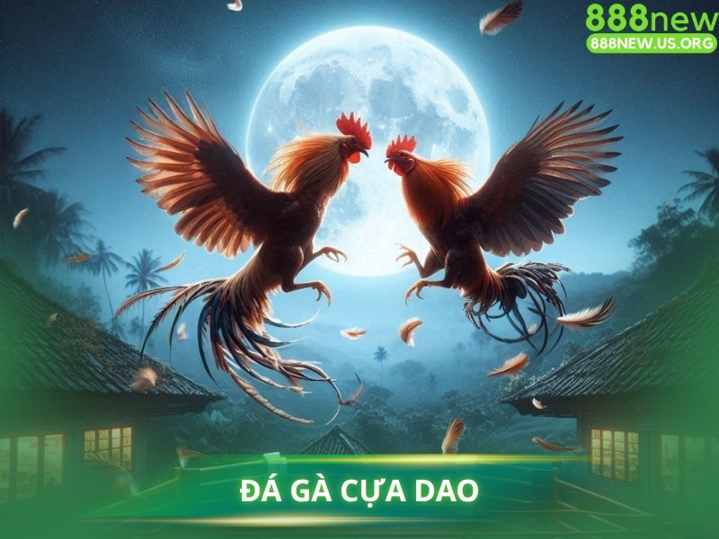 Đá Gà Cựa Dao là gì?