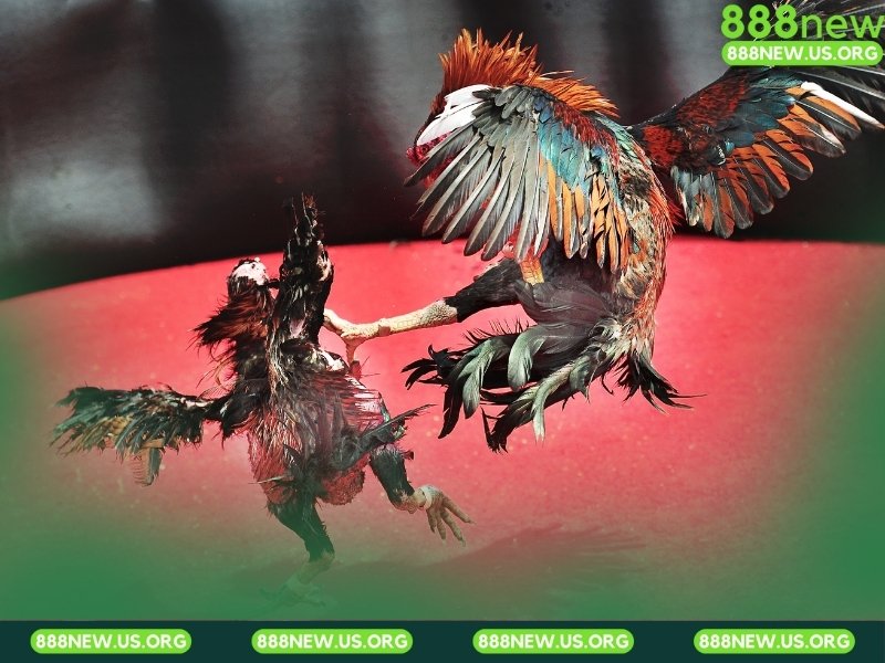 Sảnh Đá gà 67 chuyên về các trận cựa sắt Thomo đỉnh cao.